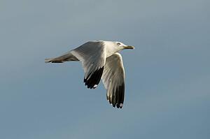 Gull in flight