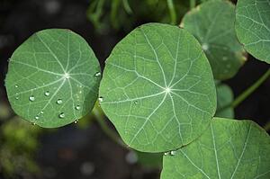 Leaves