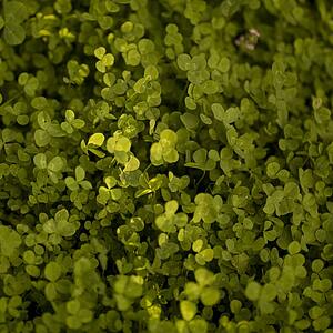 Clover