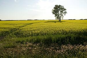 Prairies, Lake of the Woods, Ontario, Canada; Prairies
