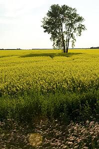 Prairies, Lake of the Woods, Ontario, Canada; Prairies