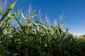 Muskoka, Ontario, Canada; Corn field