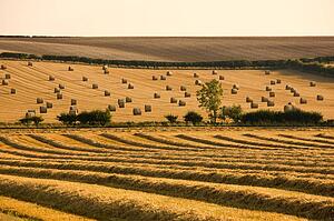Farmer's field, North Yorkshire, England