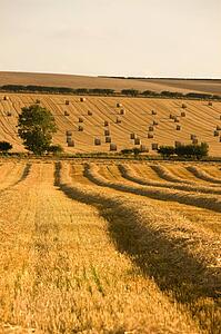 Farmer's field, North Yorkshire, England