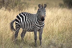 Burchell's Zebra, Masai, Mara, Kenya; Zebra standing in grasslands