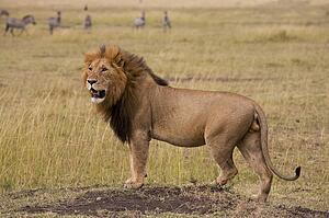 Lion, Masai Mara, Kenya; Lion looking across the African plains