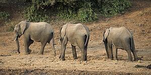 African Elephants, Mount Kenya, Kenya, Three elephants walking in a row 