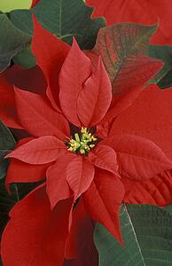Poinsettia