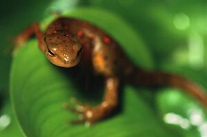 Closeup of newt on leaf