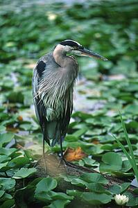 Heron standing at edge of leaf-covered pond