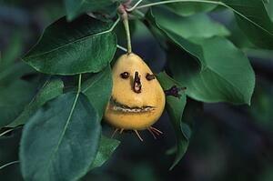 Pear with face on tree