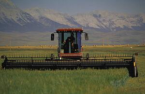 Windrower cutting crop