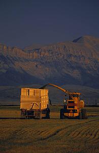 Combine and truck harvesting crop