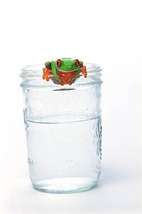 Red eyed tree frog hanging on