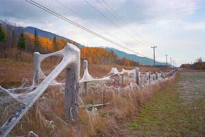 Spider webs on barbed wire fence