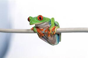 Red eyed tree frog
