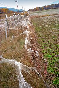 Cob webs covering fence posts