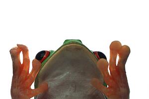 Frog deep in thought