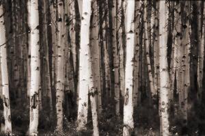 Aspen trees in Jasper forest