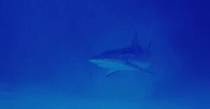 Stalking shark