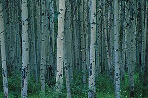 Aspen trees in Jasper forest