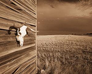 Cow skull on shack wall in brown tones