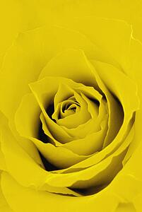 Yellow rose
