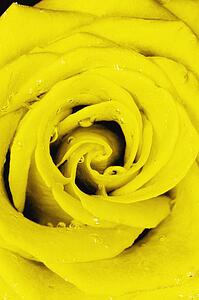 Yellow rose with water drops