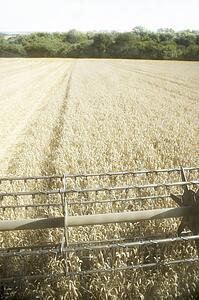 Combine Harvester Working In Field