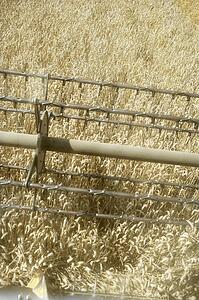 Combine Harvester Working In Field
