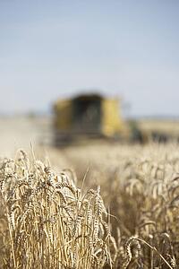 Combine Harvester Working In Field