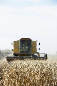 Combine Harvester Working In Field
