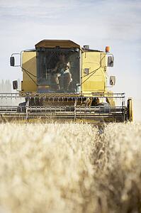 Combine Harvester Working In Field