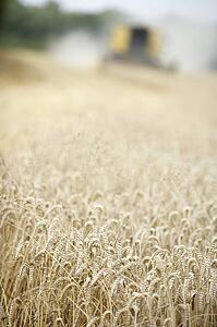 Combine Harvester Working In Field