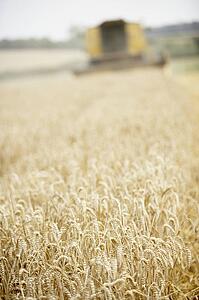 Combine Harvester Working In Field