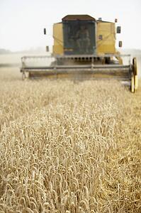 Combine Harvester Working In Field