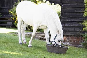 Pony Feeding From Trough