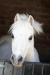 Pony Looking Over Stable Door