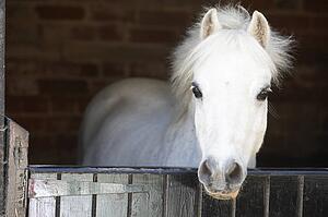 Pony Looking Over Stable Door