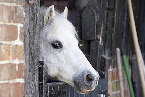 Pony Looking Over Stable Door