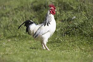 Poultry In Farmyard
