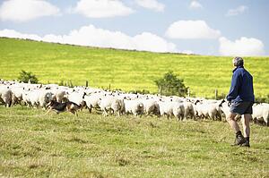 Two Farm Workers With Flock Of Sheep