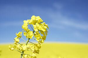 Field Of Oilseed Rape