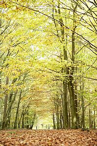 Low Angle View Of Autumn Woods