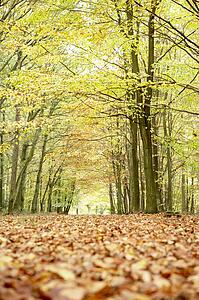 Low Angle View Of Autumn Woods
