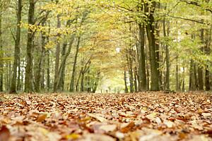 Low Angle View Of Autumn Woods