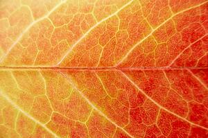 Close Up Showing Detail Of Autumn Leaf