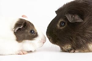 Two Guinea Pigs Against White Background