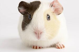 Guinea Pig Against White Background
