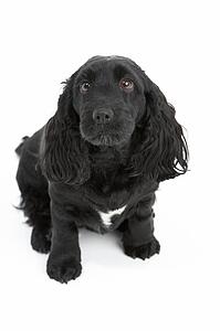 Black Spaniel Puppy In Studio